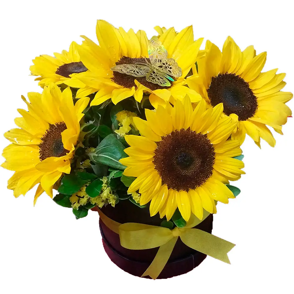 Caja de Girasoles