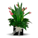 Box de Tulipanes